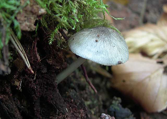 Pluteus   pseudorobertii   M.M. Moser